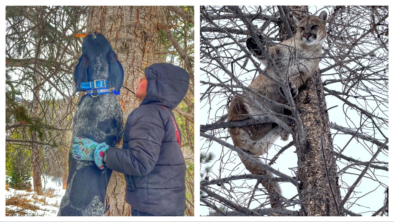 Some hunters who use hounds to pursue mountain lions in Wyoming worry that lifting hunting restrictions would get too many mountain lions killed.