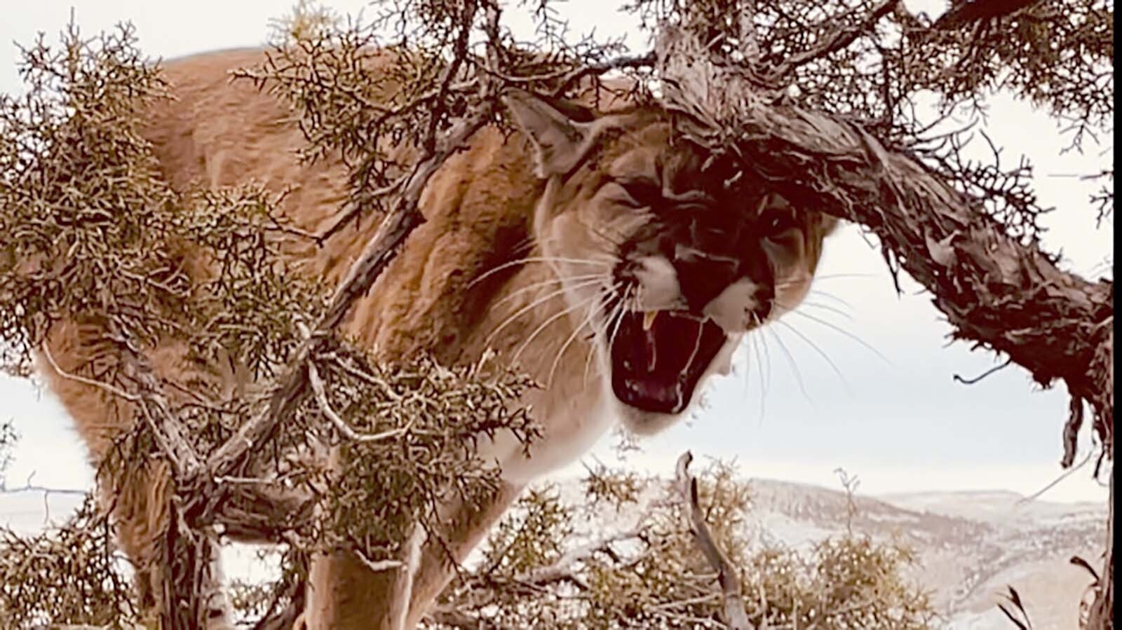 A legislative bill proposes lifting most of the restrictions on mountain lion hunting in Wyoming. Opponents worry that would lead to a slaughter of too many of the big cats.