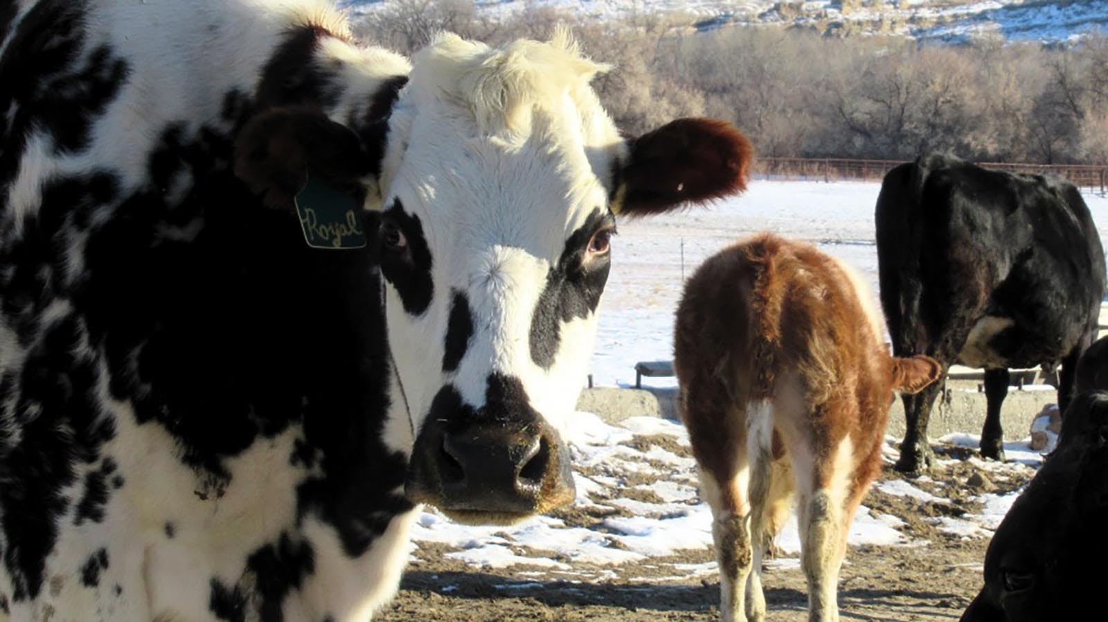 As proposed members of the future Trump administration consider making it legal to sell raw milk, it is already legal in several states, including Wyoming. Raw milk can be sold directly from the producer, like Little Acres Farm in Lovell, to the consumer who assumes the risk.