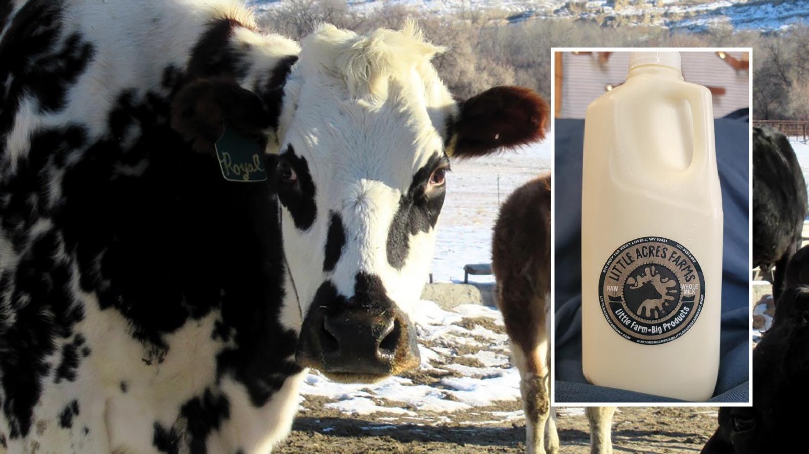 As proposed members of the future Trump administration consider making it legal to sell raw milk, it is already legal in several states, including Wyoming. Raw milk can be sold directly from the producer, like Little Acres Farm in Lovell, to the consumer who assumes the risk.