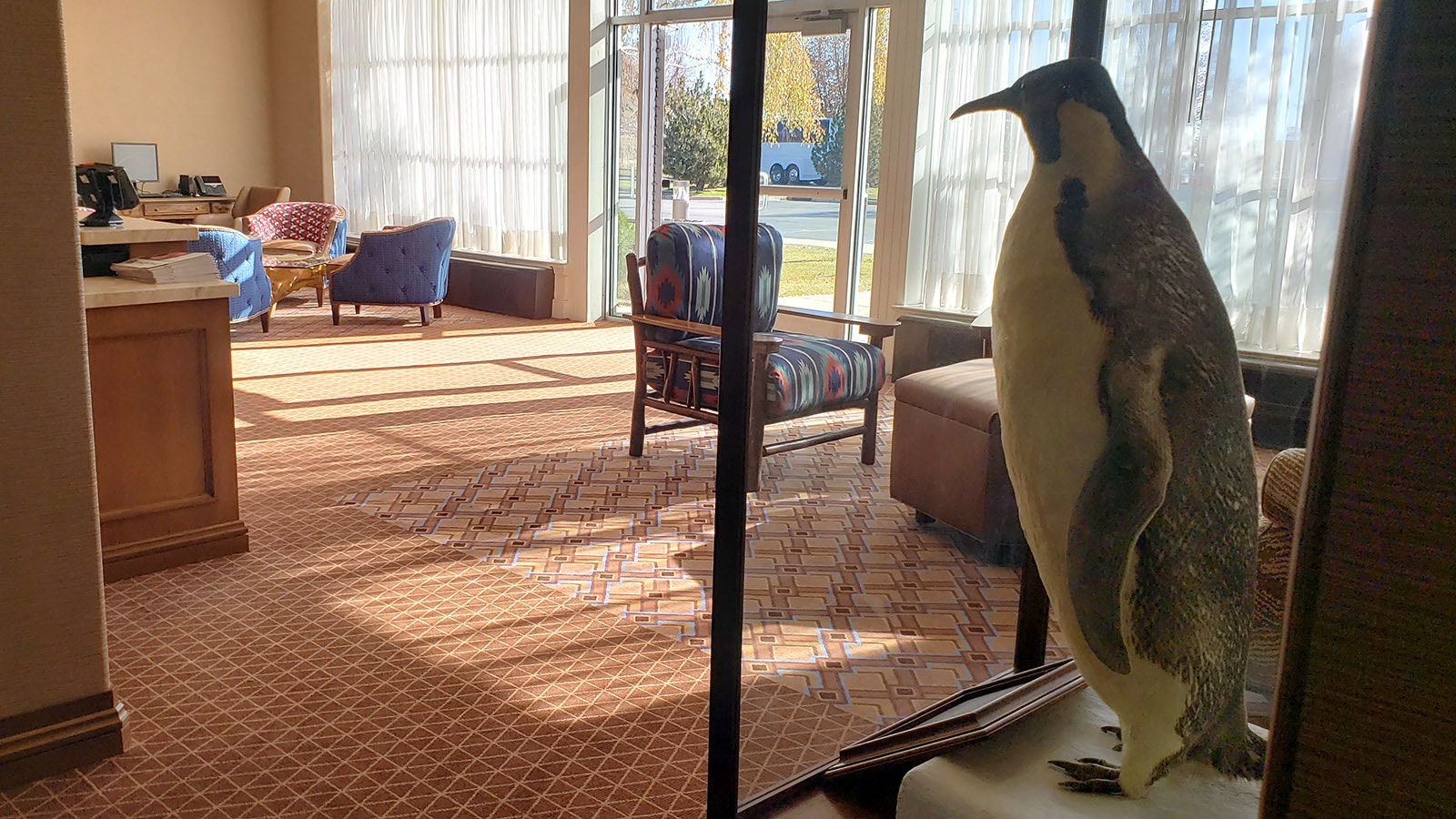 The stuffed emperor penguin on display at the Green River Little America started its journey to Wyoming from Antarctica alive and died during transport. The plan was to keep a living penguin at the hotel, but it was doomed from the start. The bird was taxidermied and arrived stuff, and it remains on display at the first Little America.