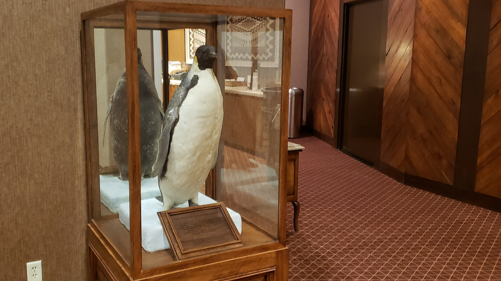 The stuffed emperor penguin on display at the Green River Little America started its journey to Wyoming from Antarctica alive and died during transport. The plan was to keep a living penguin at the hotel, but it was doomed from the start. The bird was taxidermied and arrived stuff, and it remains on display at the first Little America.