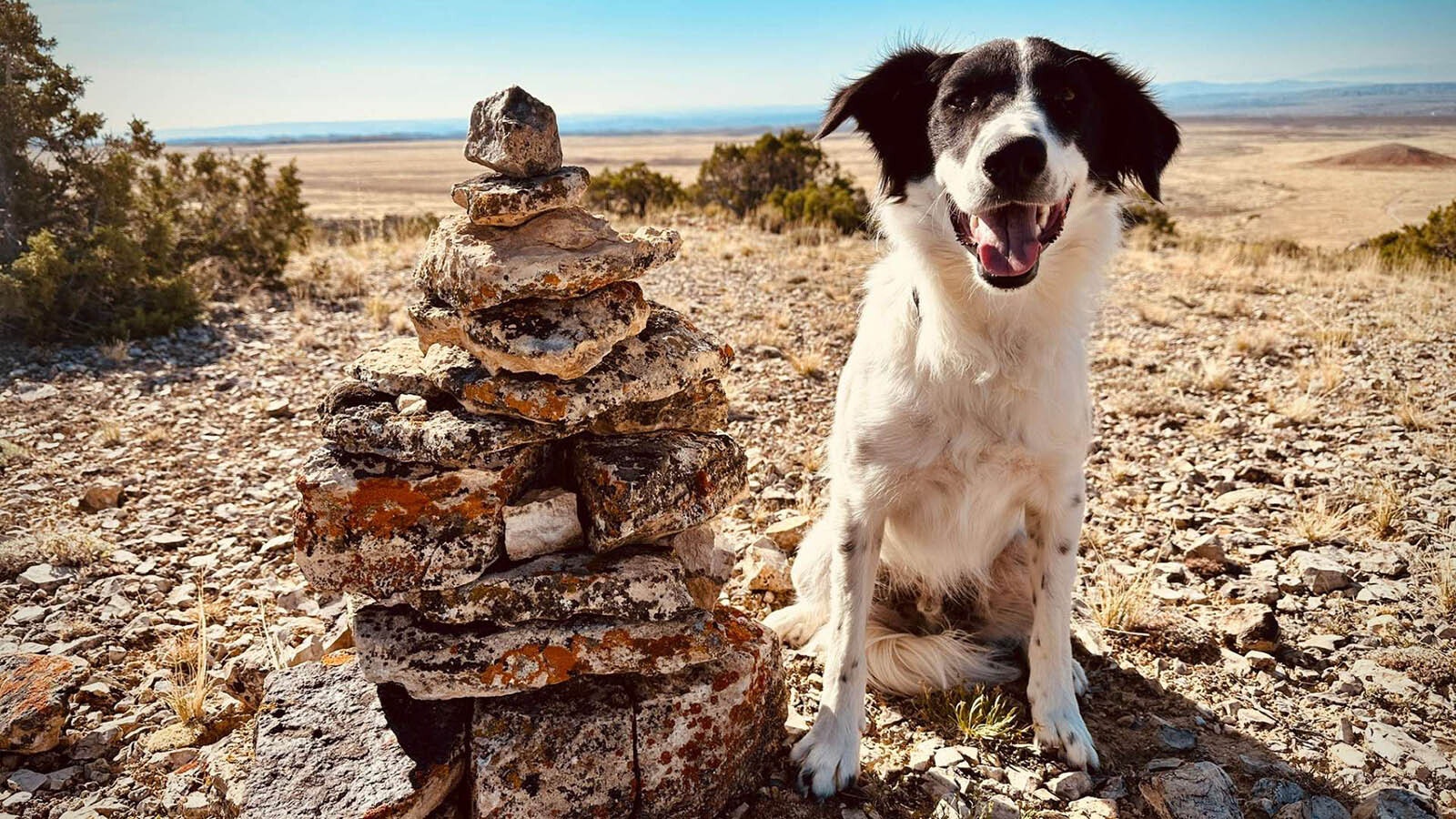 A carin with Patches during a trip to the Pryor Mountains in Wyoming.