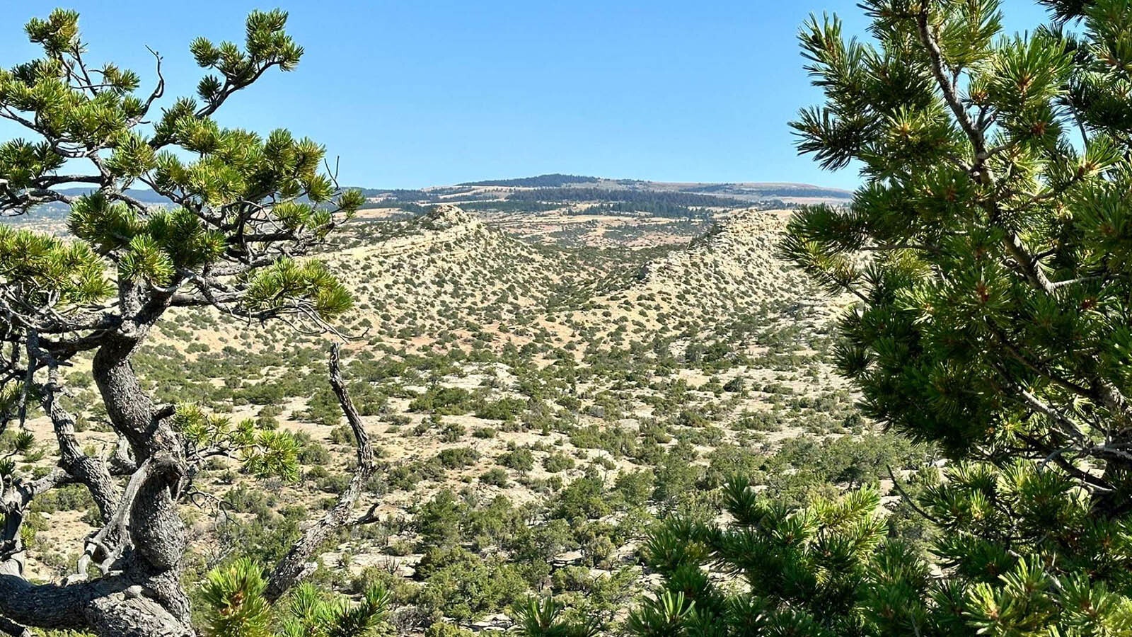 An old Crow Indian legend says the Pryor Mountains in northern Wyoming are the home to a tribe of benevolent pygmy spirit-beings. Some say the “little people” are harmless tricksters, while others say they have much to teach us.