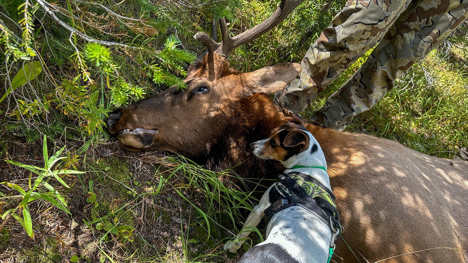 Mae, a Danish-Swedish farmdog, tracked down a hunter’s lost elk near Encampment, Wyoming.