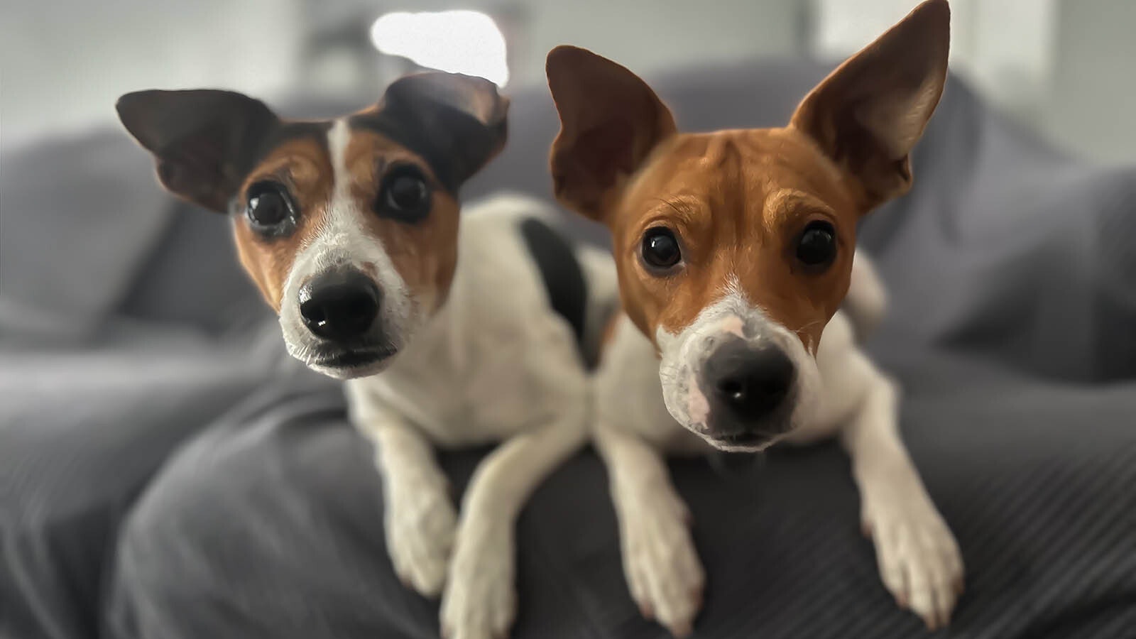 Mae, left, and Bea live in Cheyenne and might be the only Danish-Swedish Farmdogs in Wyoming.