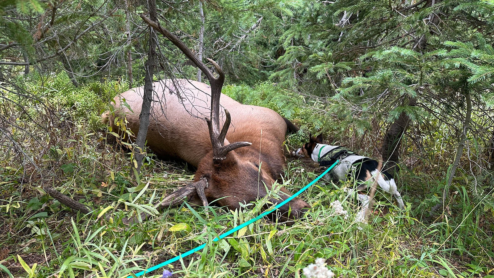 Mae, a Danish-Swedish farmdog, tracked down a hunter’s lost elk near Encampment, Wyoming.