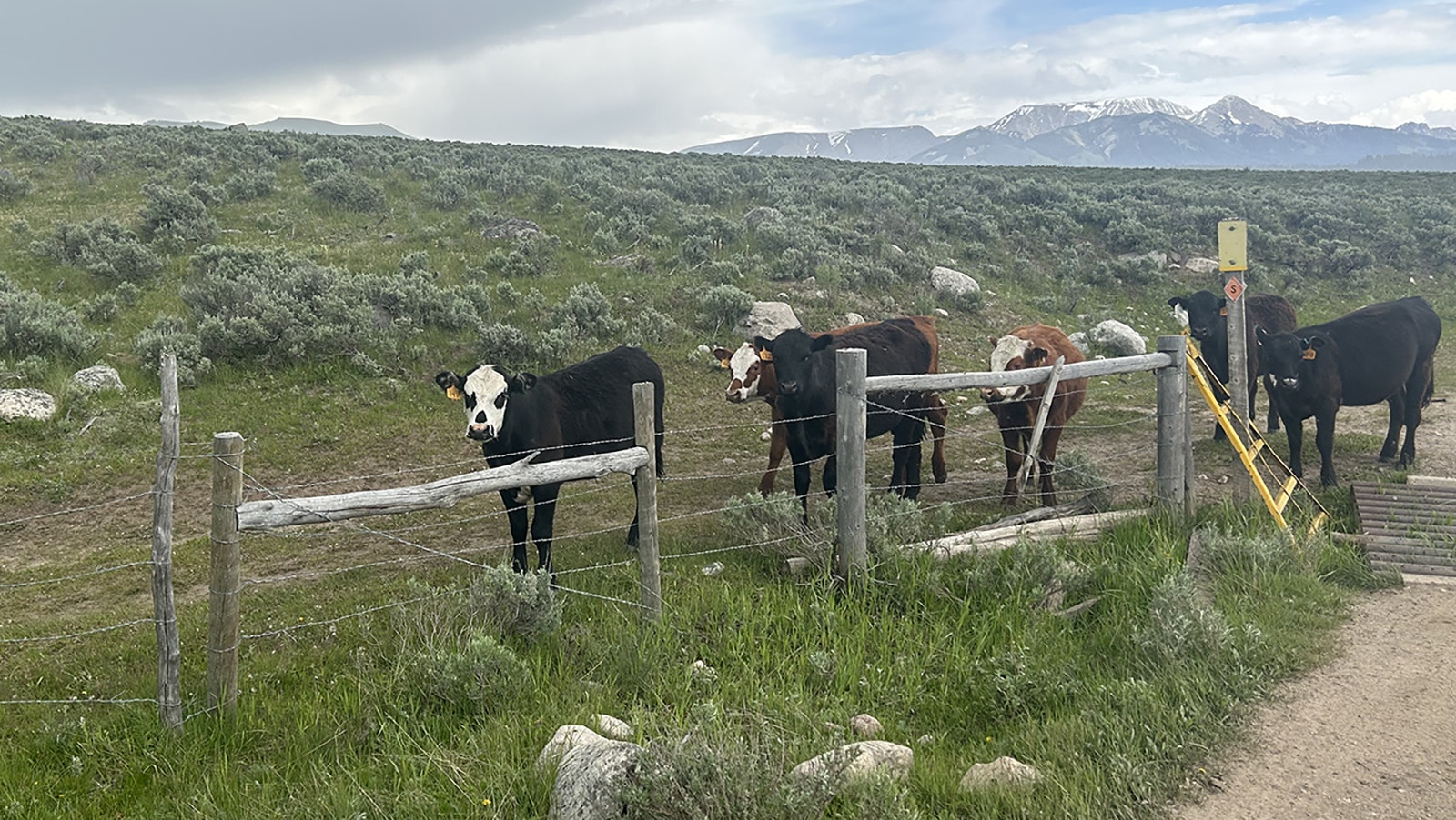Cattle graze in an allotment west of the Wind River Range in Sublette County.