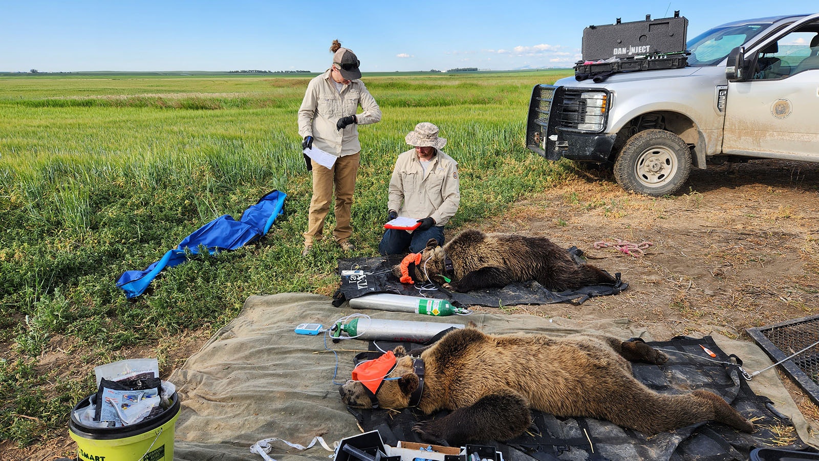 Montana Fish, Wildlife and Parks biologists examine two yearling sibling grizzlies. The young bears, along with a third sibling (not pictured) had to be tranquilized and relocated from the prairie near Valier, Montana earlier this month. They had been hanging around peoples’ houses.