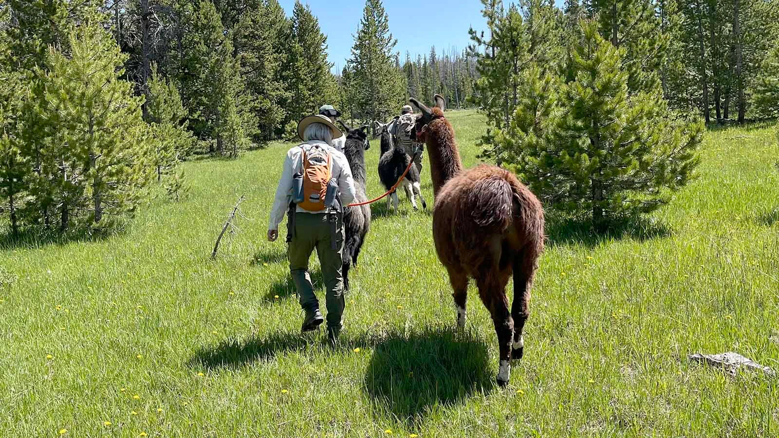 What began as an Elk Mountain girl’s FFA project has grown into a herd of party-going, trail-hiking llamas that draw visitors for farm tours, selfies, and a little long-necked whimsy.