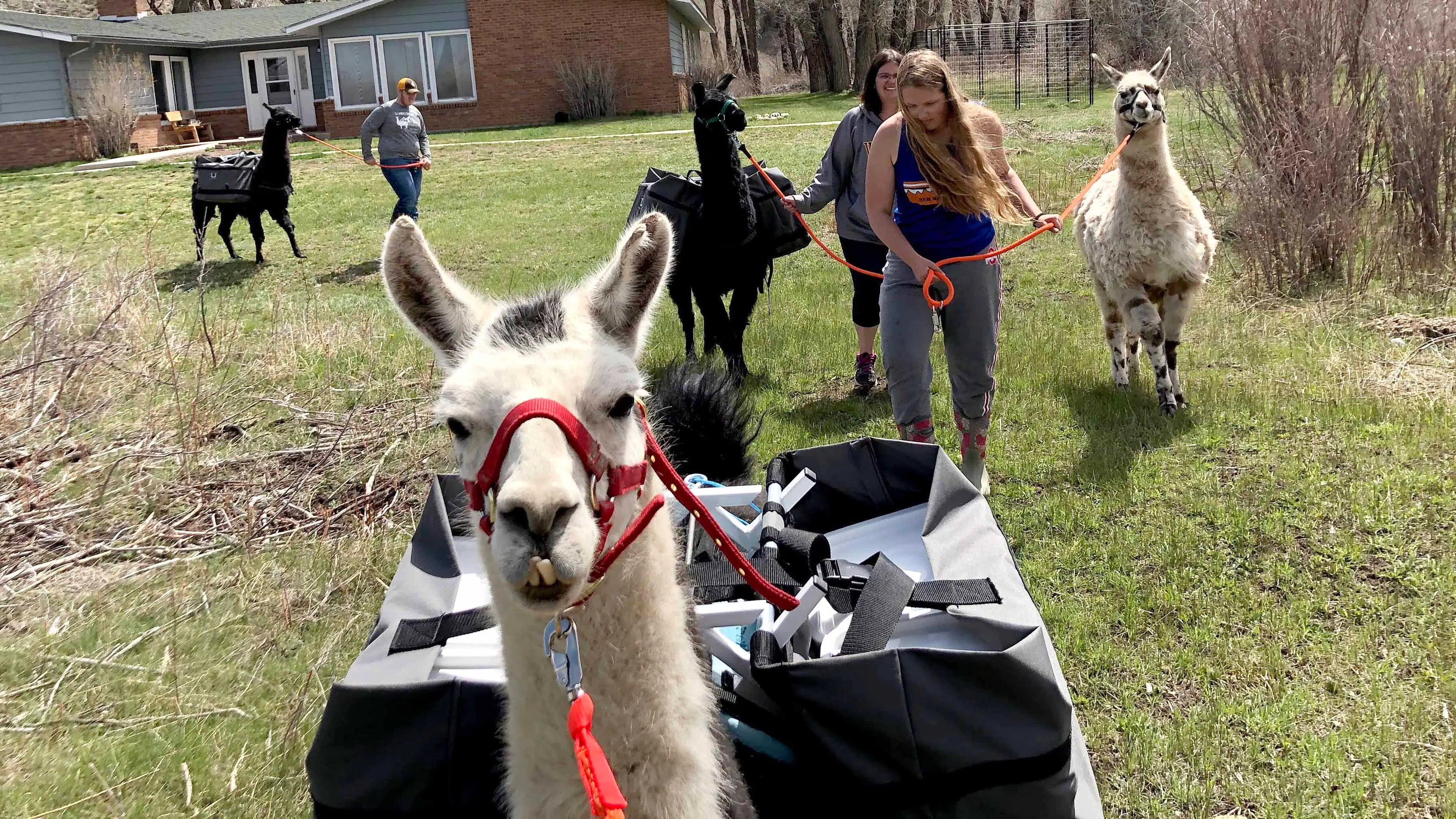 What began as an Elk Mountain girl’s FFA project has grown into a herd of party-going, trail-hiking llamas that draw visitors for farm tours, selfies, and a little long-necked whimsy.