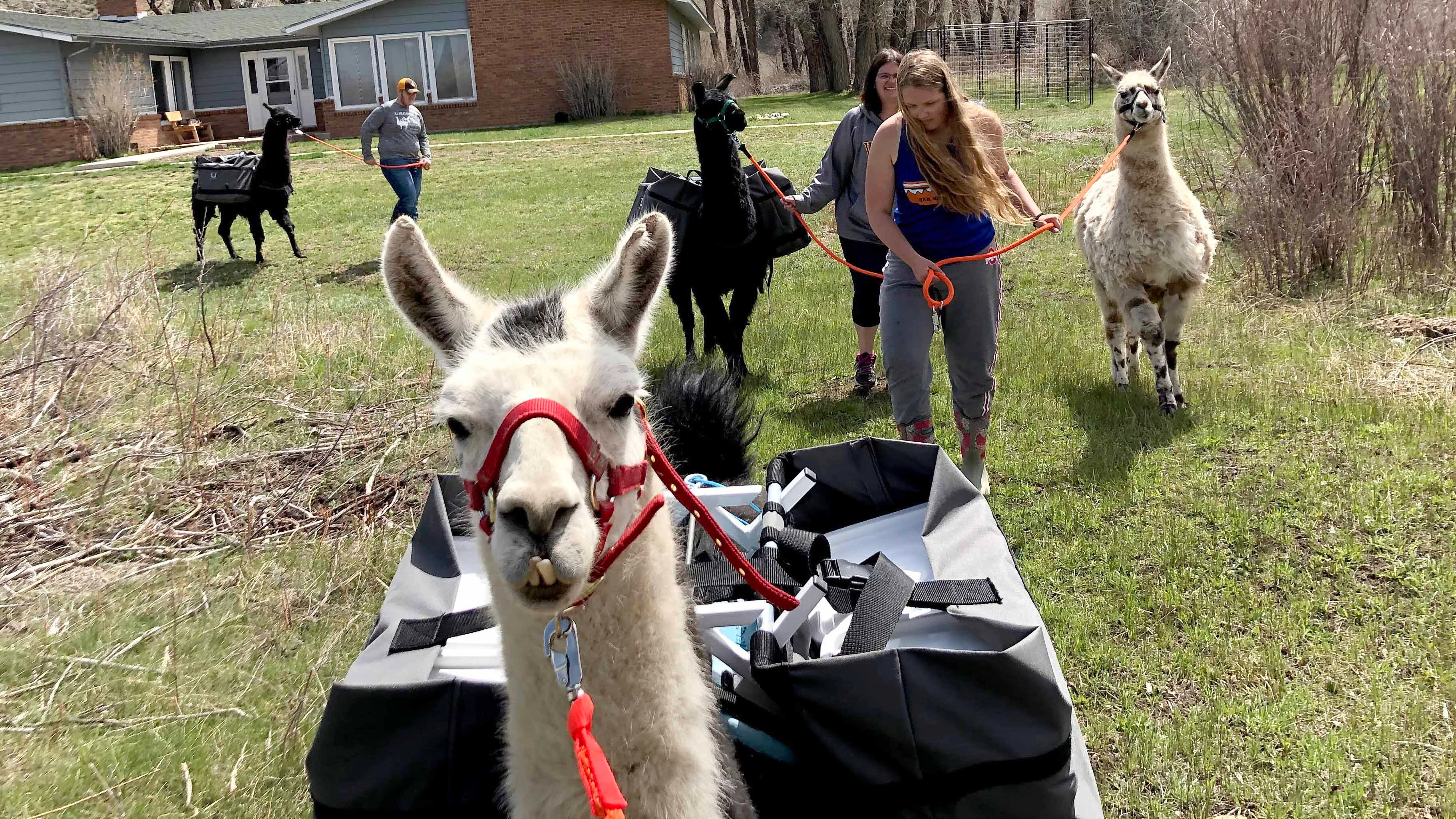 What began as an Elk Mountain girl’s FFA project has grown into a herd of party-going, trail-hiking llamas that draw visitors for farm tours, selfies, and a little long-necked whimsy.