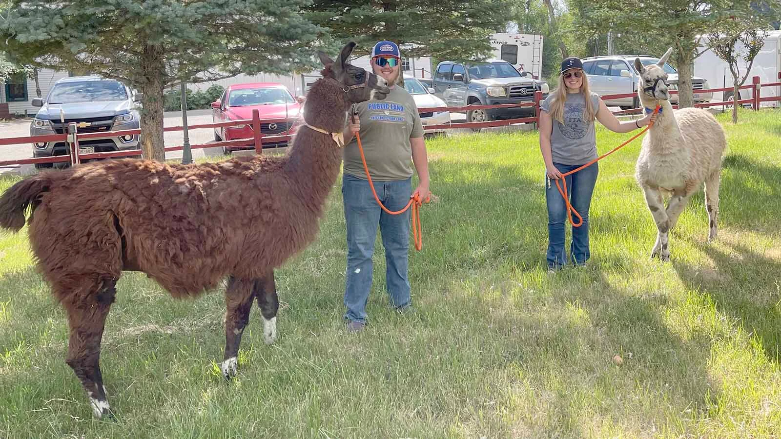 What began as an Elk Mountain girl’s FFA project has grown into a herd of party-going, trail-hiking llamas that draw visitors for farm tours, selfies, and a little long-necked whimsy.