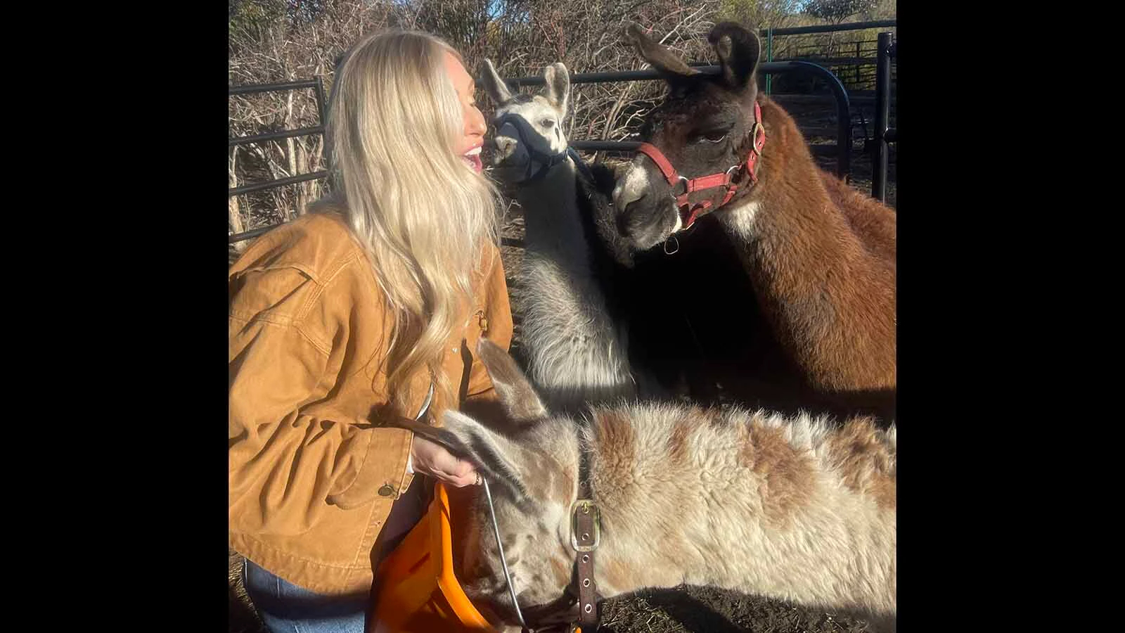 What began as an Elk Mountain girl’s FFA project has grown into a herd of party-going, trail-hiking llamas that draw visitors for farm tours, selfies, and a little long-necked whimsy.