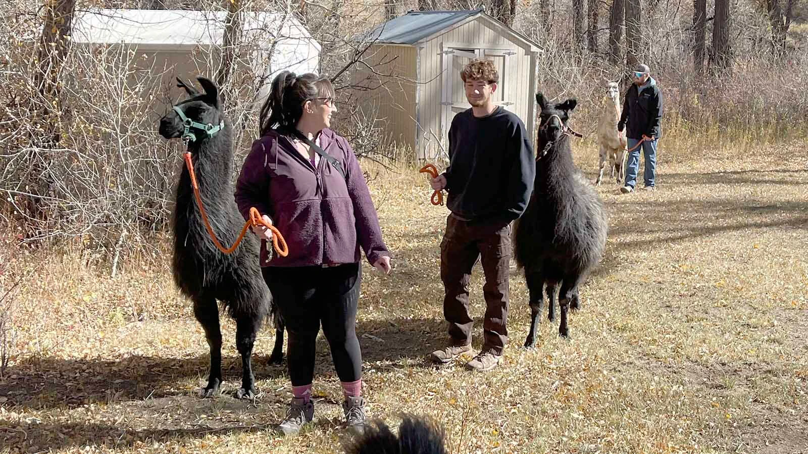 What began as an Elk Mountain girl’s FFA project has grown into a herd of party-going, trail-hiking llamas that draw visitors for farm tours, selfies, and a little long-necked whimsy.