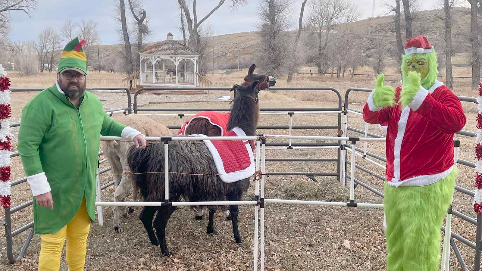 What began as an Elk Mountain girl’s FFA project has grown into a herd of party-going, trail-hiking llamas that draw visitors for farm tours, selfies, and a little long-necked whimsy.