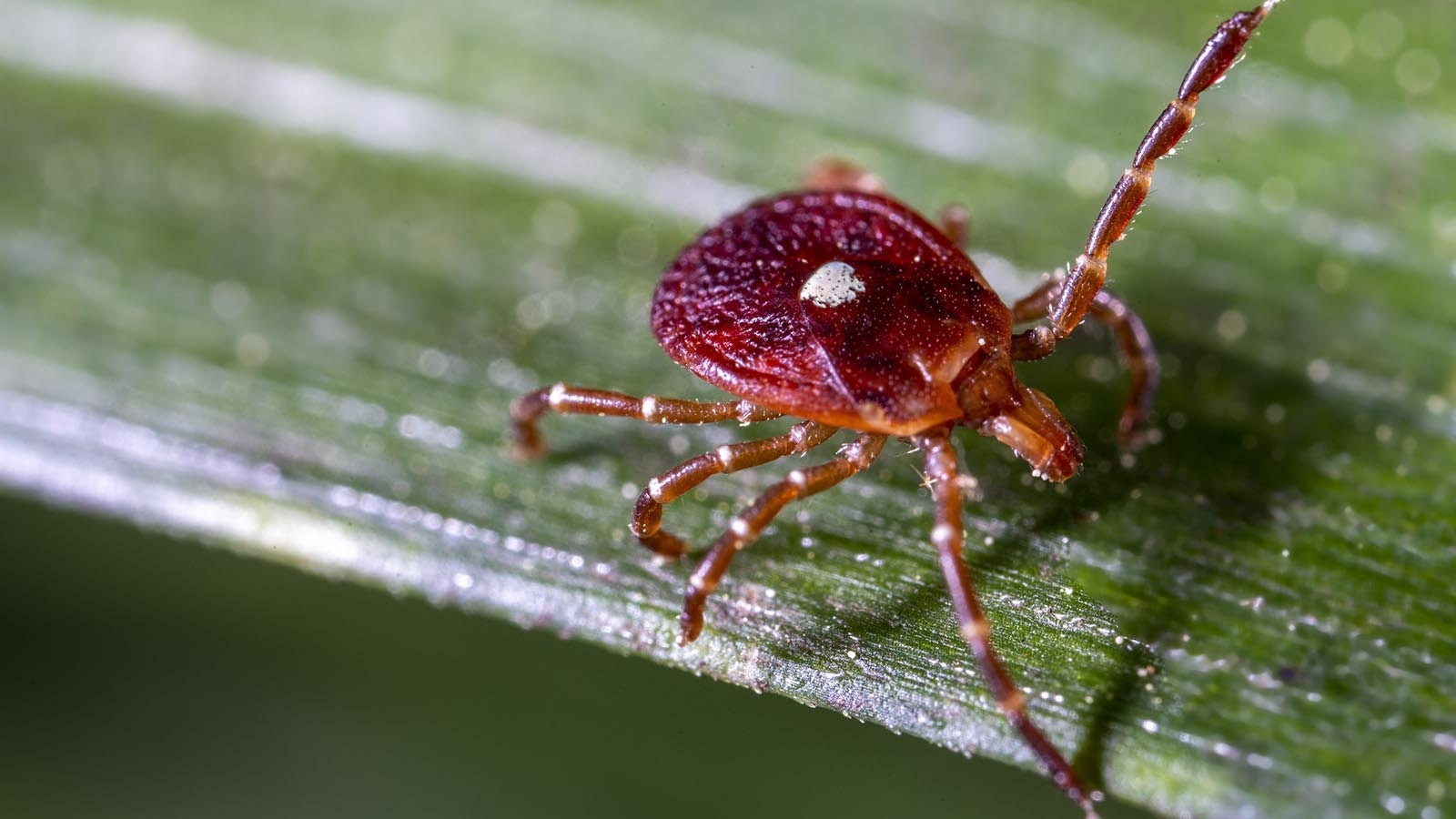 The lone star tick has a destinctive spot on its back.