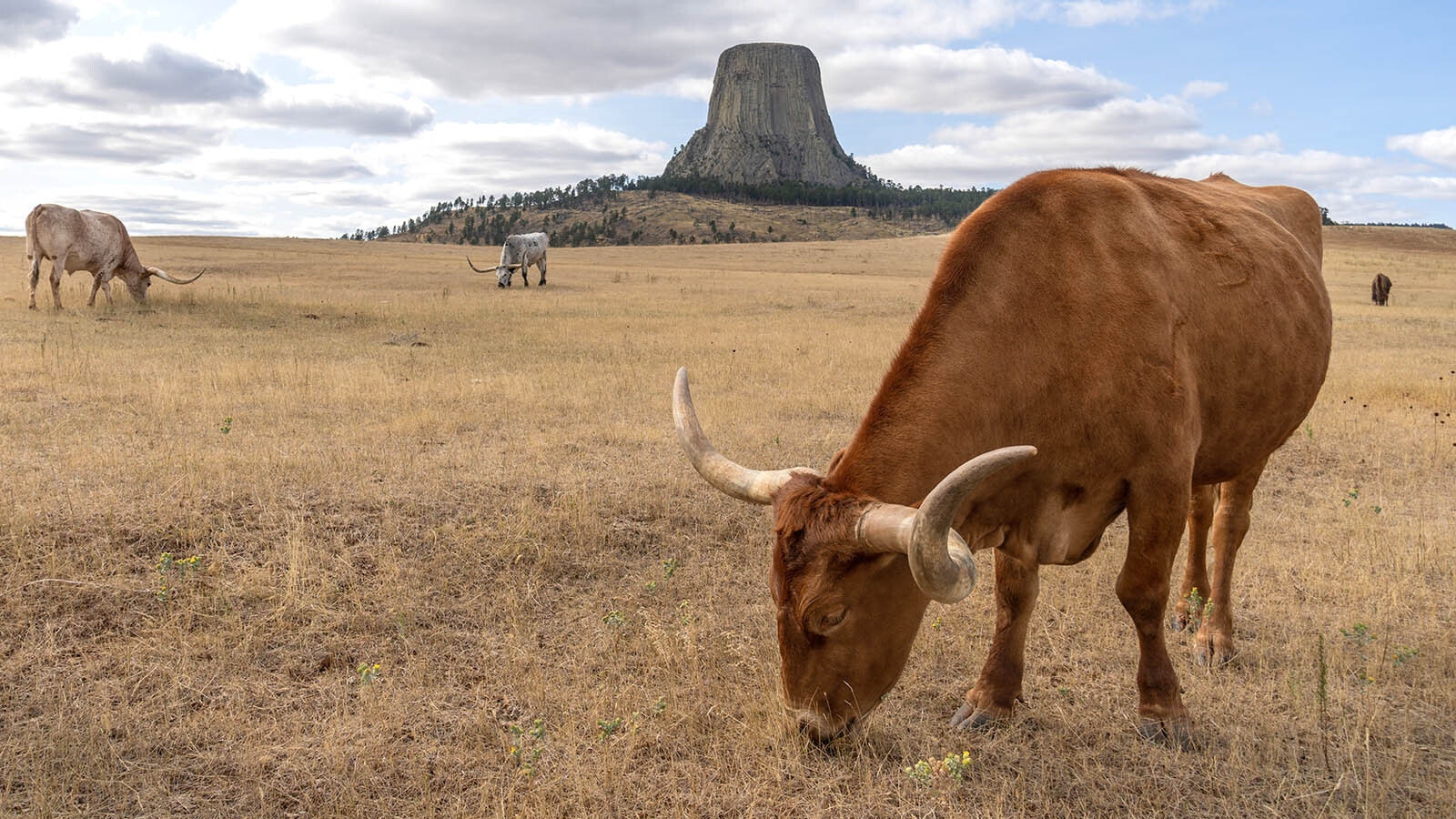 Longhorn cattle graze a pasture near Devils Tower in northeast Wyoming.
