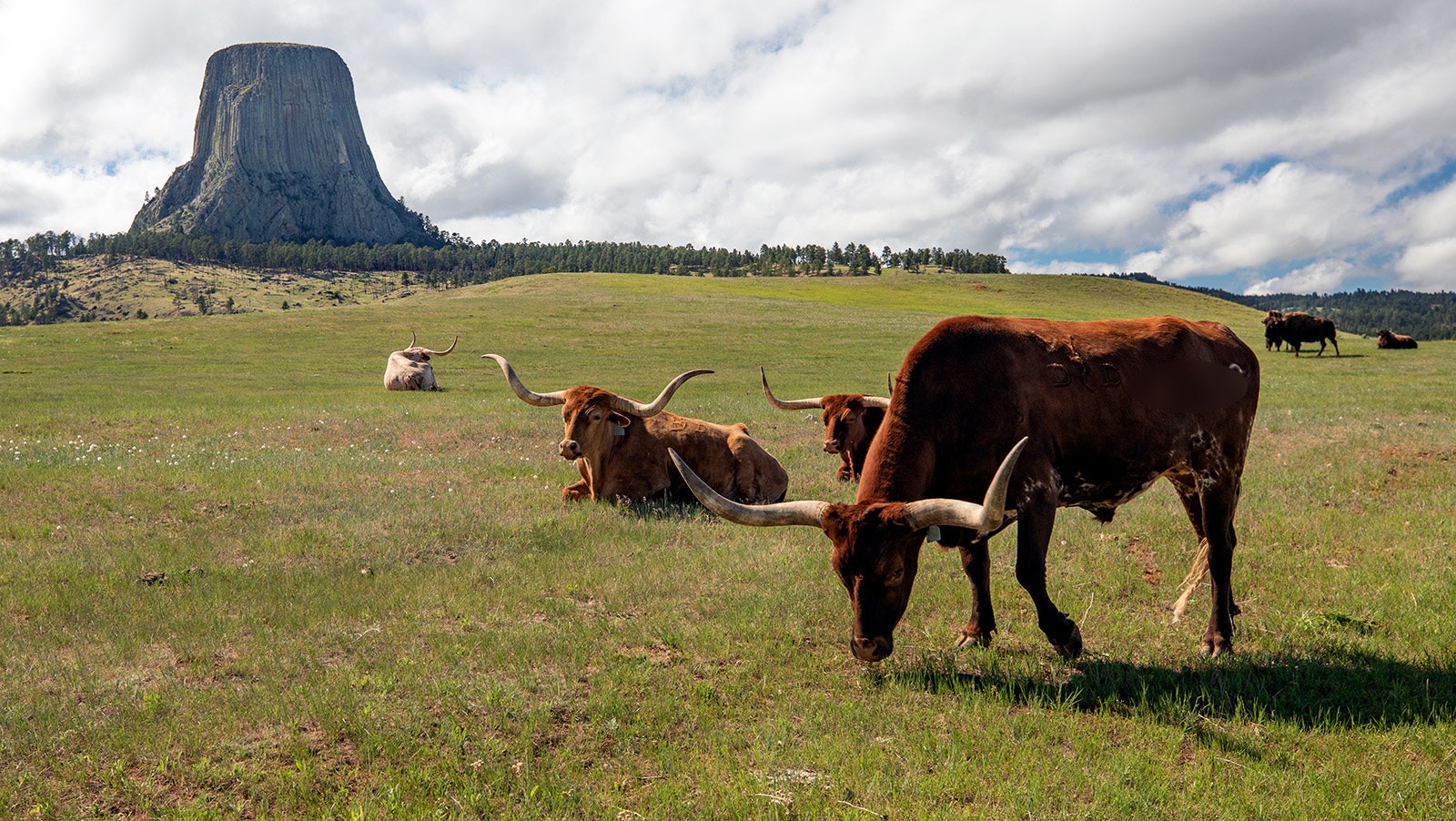File photo of longhorn cattle in a field near Devils Tower in Crook County, Wyoming.