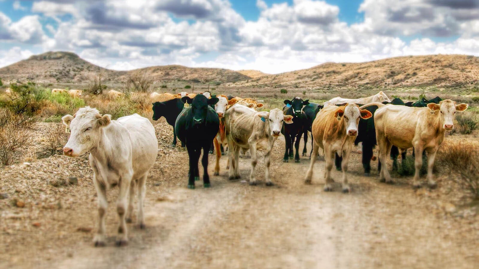 Cattle walk along a dire road in west Texas in this file photo.