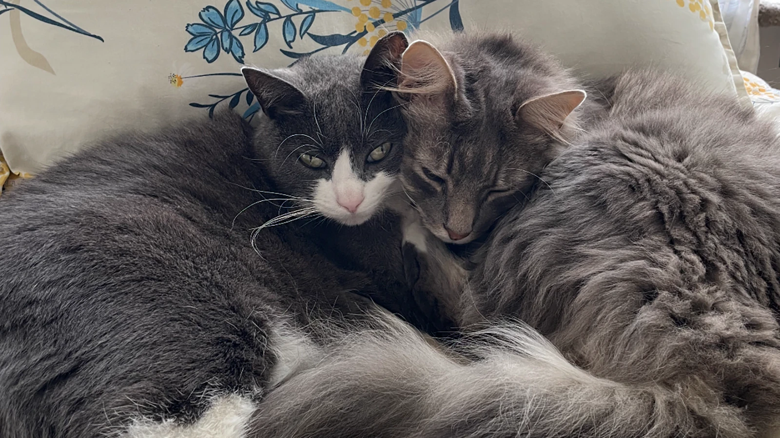 A couple moving from San Francisco to New York lost their cat 2 1/2 years ago near Cody, Wyoming. They lost all hope until they received a text from someone who caught the cat and noticed there was a number on its collar. They flew out the next day.