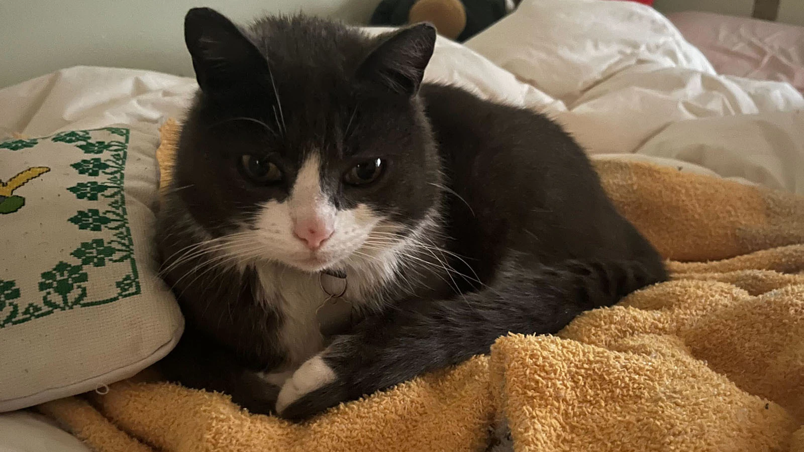 A couple moving from San Francisco to New York lost their cat 2 1/2 years ago near Cody, Wyoming. They lost all hope until they received a text from someone who caught the cat and noticed there was a number on its collar. They flew out the next day.