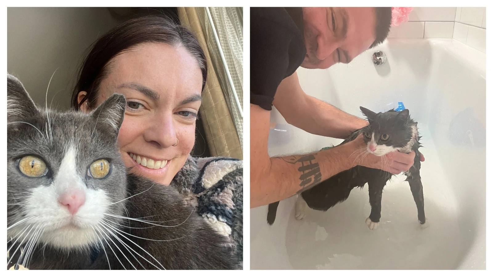 A couple moving from San Francisco to New York lost their cat 2 1/2 years ago near Cody, Wyoming. They lost all hope until they received a text from someone who caught the cat and noticed there was a number on its collar. They flew out the next day.