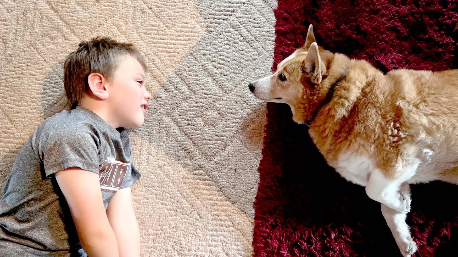 The Fry family losing their 14-year-old corgi Lola in the Gillette area May 16 kicked off a desperate search. A month later, Lola turned up on a Facebook ad in Wisconsin. “After a month of hell, it’s very surreal to have her back,” Kimberly Fry says.