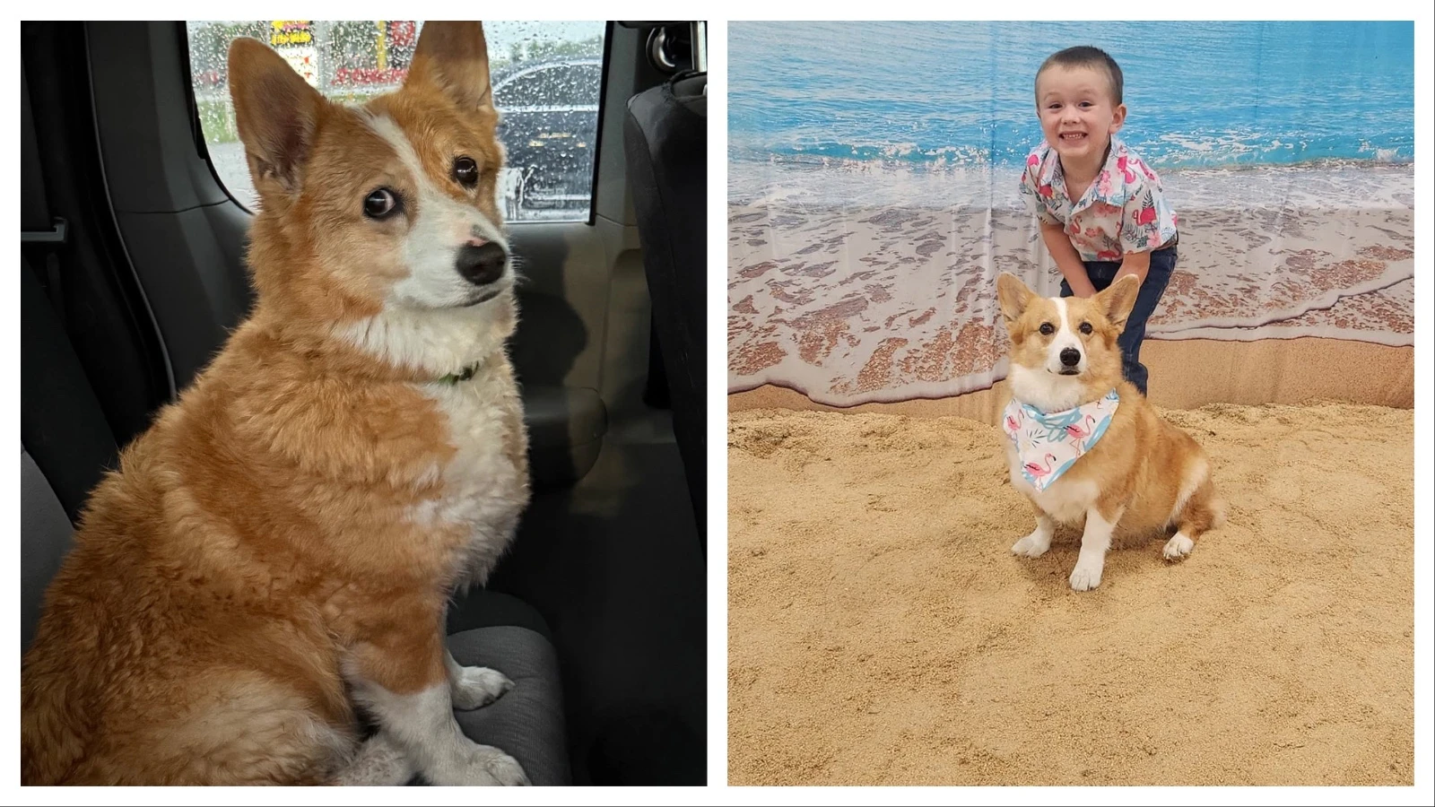 The Fry family losing their 14-year-old corgi Lola in the Gillette area May 16 kicked off a desperate search. A month later, Lola turned up on a Facebook ad in Wisconsin. “After a month of hell, it’s very surreal to have her back,” Kimberly Fry says.