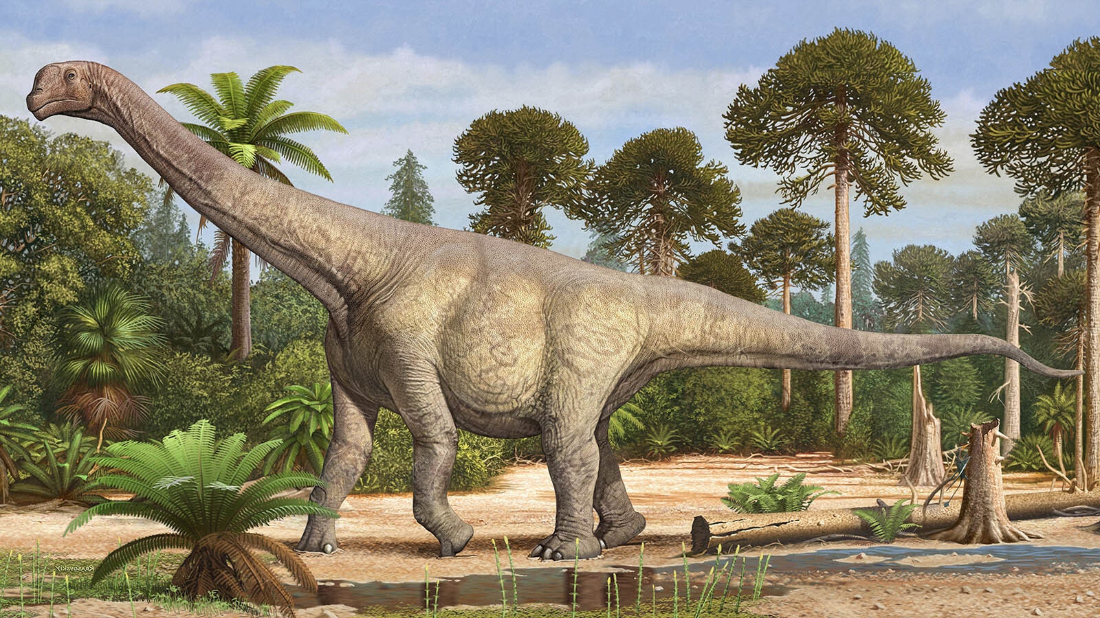 An illustration of Camarasaurus in natural habitat of the Jurassic period.