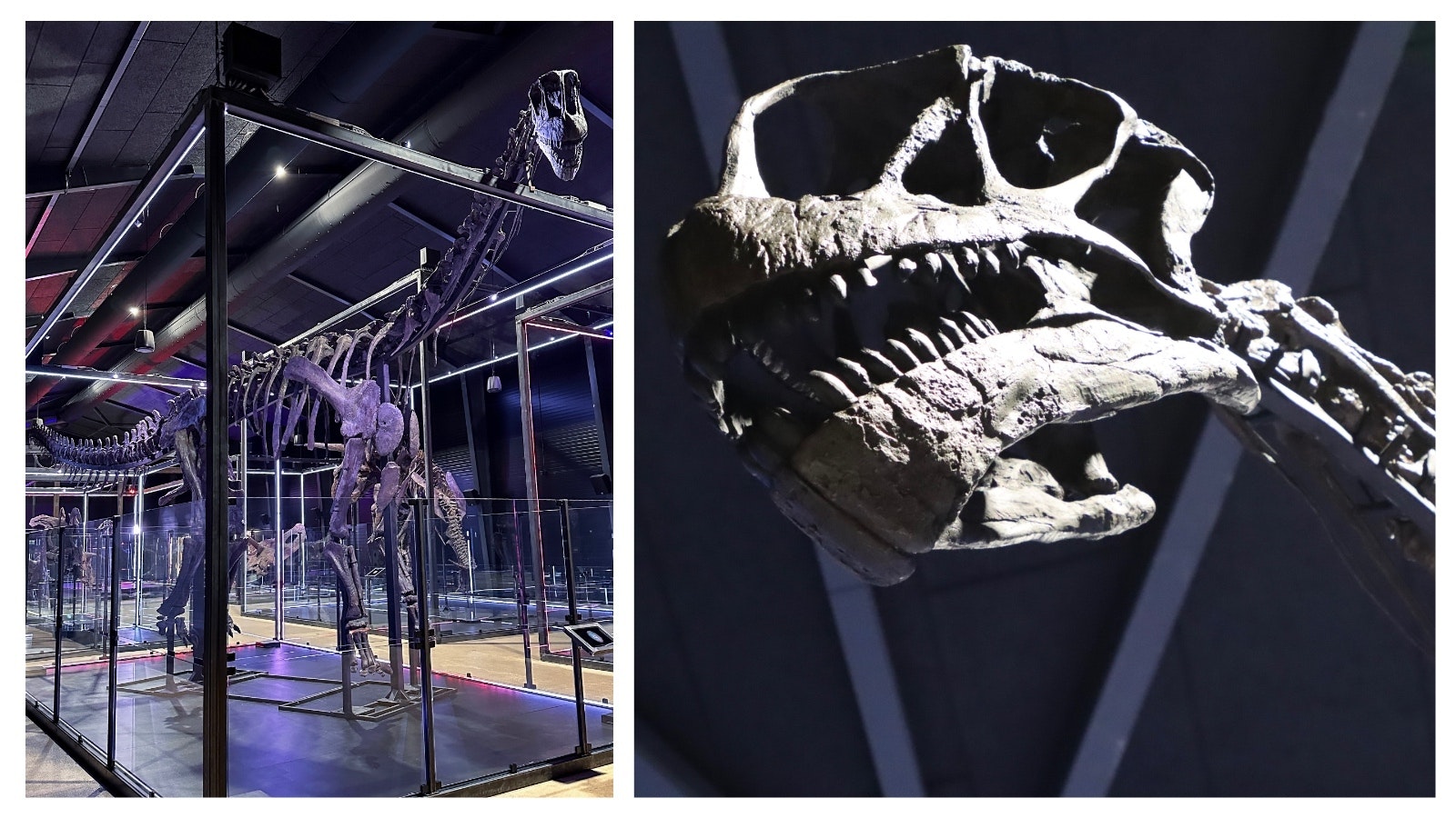 Camarasaurus in her new home at the Museum of Evolution in Denmark.