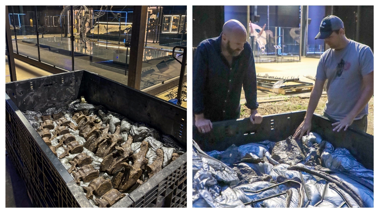 Big Joe, a Wyoming Allosaurus, is in the background in front of a box with a Camarasaurus found in the same area. Right, Director Christoffer Knuth and paleontologist Brock Sisson inspect the contents before unpacking and building the Camarasaurus.