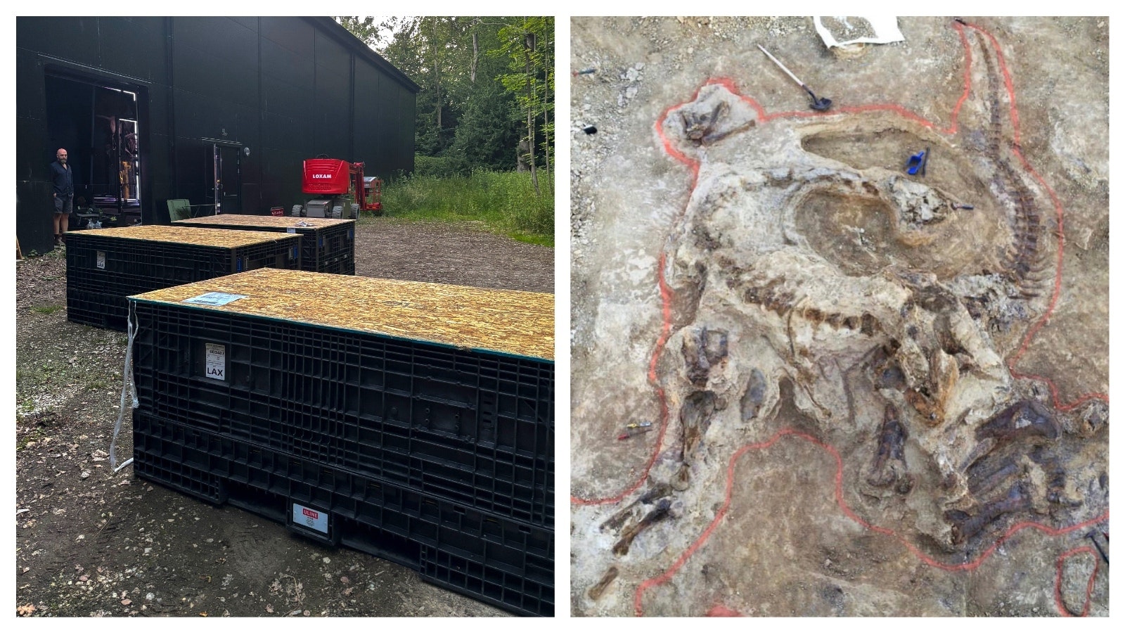 Left, Director, Christoffer Knuth looks upon the boxes as they arrive at the Museum of Evolution. Right, Camarasaurus discovered in Wyoming in 2017, found in a near-perfect state of preservation, curled up as it was upon its death.