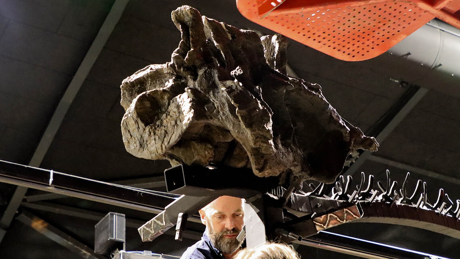 Director Christoffer Knuth assisting with putting the first and heaviest piece in place, the sacrum of the Camarasaurus.