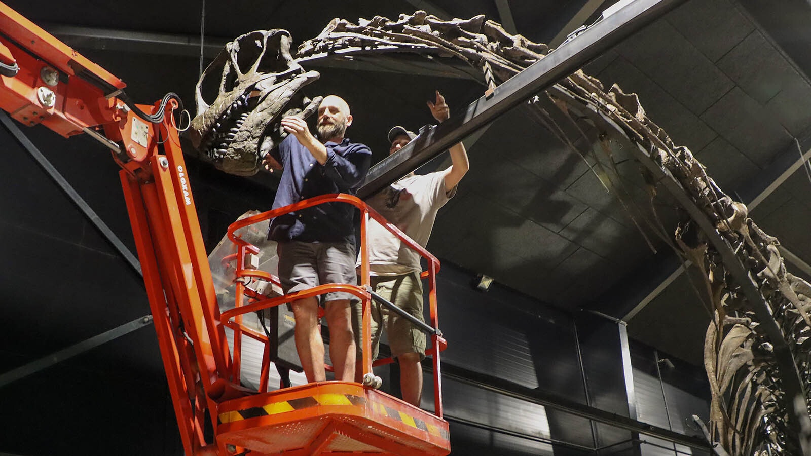 Director Christoffer Knuth and paleontologist Brock Sisson putting on the head of the Camarasaurus.