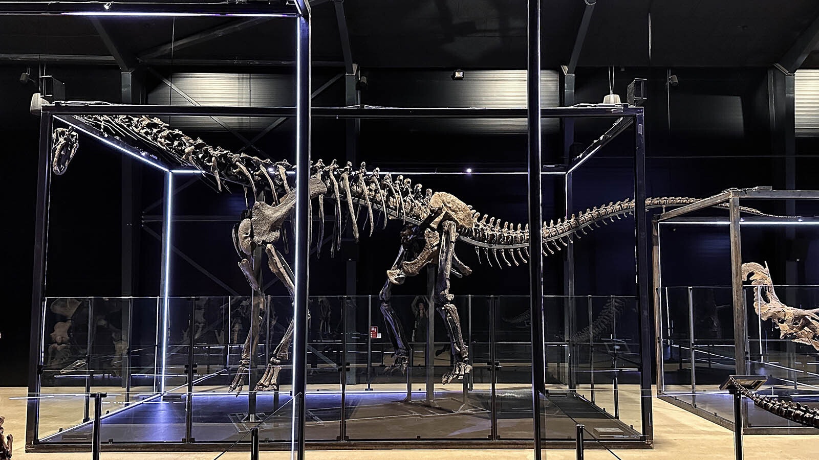 Camarasaurus in her new home at the Museum of Evolution in Denmark.