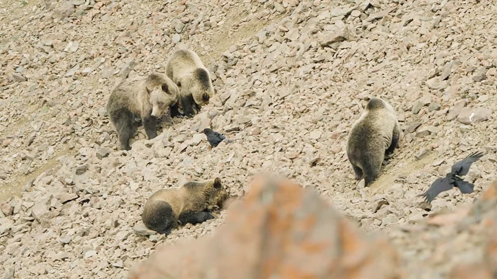 Outdoorsman and wildlife filmmaker Casey Anderson encountered 47 grizzly bears before noon in the high country of the Southern Absaroka mountains. The bears were congregating to gorge themselves on army cutworm moths.