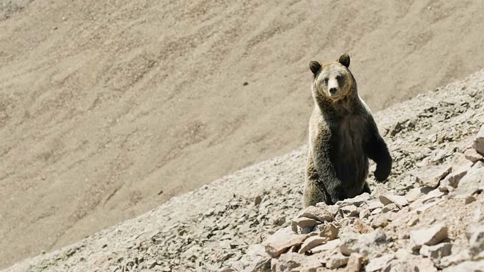 Outdoorsman and wildlife filmmaker Casey Anderson encountered 47 grizzly bears before noon in the high country of the Southern Absaroka mountains. The bears were congregating to gorge themselves on army cutworm moths.
