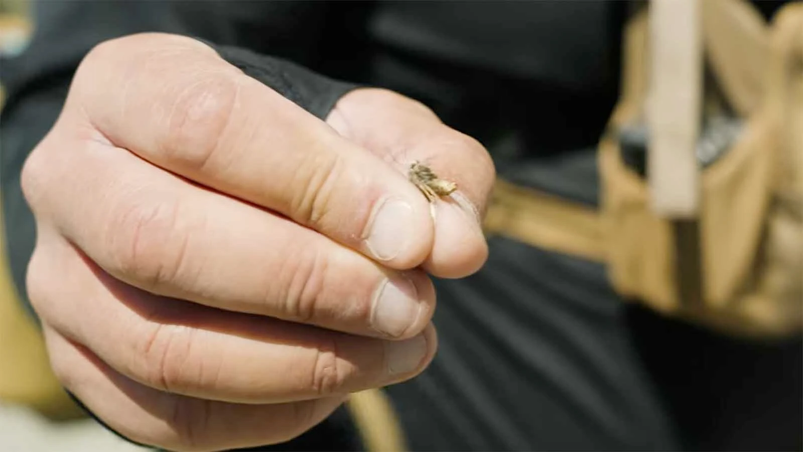 Outdoorsman and wildlife filmmaker Casey Anderson encountered 47 grizzly bears before noon in the high country of the Southern Absaroka mountains. The bears were congregating to gorge themselves on army cutworm moths.