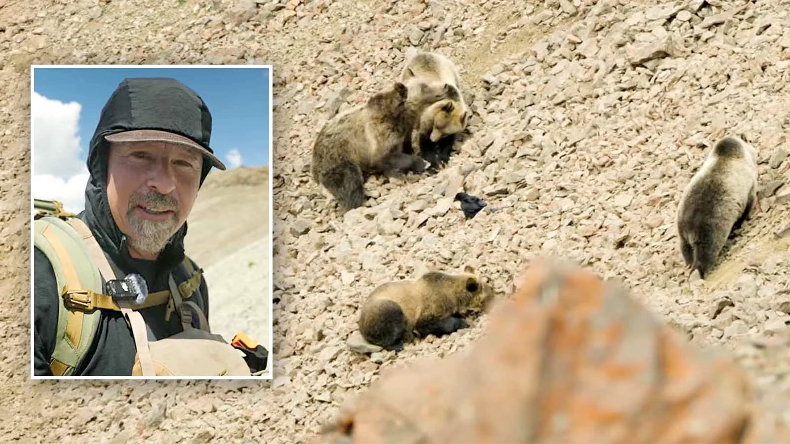 Outdoorsman and wildlife filmmaker Casey Anderson encountered 47 grizzly bears before noon in the high country of the Southern Absaroka mountains. The bears were congregating to gorge themselves on army cutworm moths.