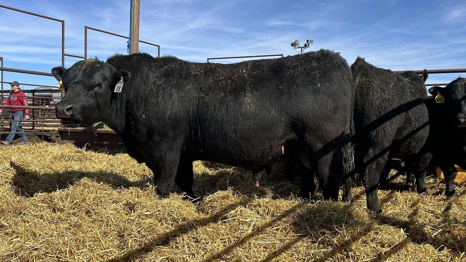 Survival of the fittest produces resilient genetics in nature. That works on ranches too, says Wyoming's Lucky 7 Rancher Jim Jensen. He's using the extreme conditions on his Boulder ranch to grow super cows.