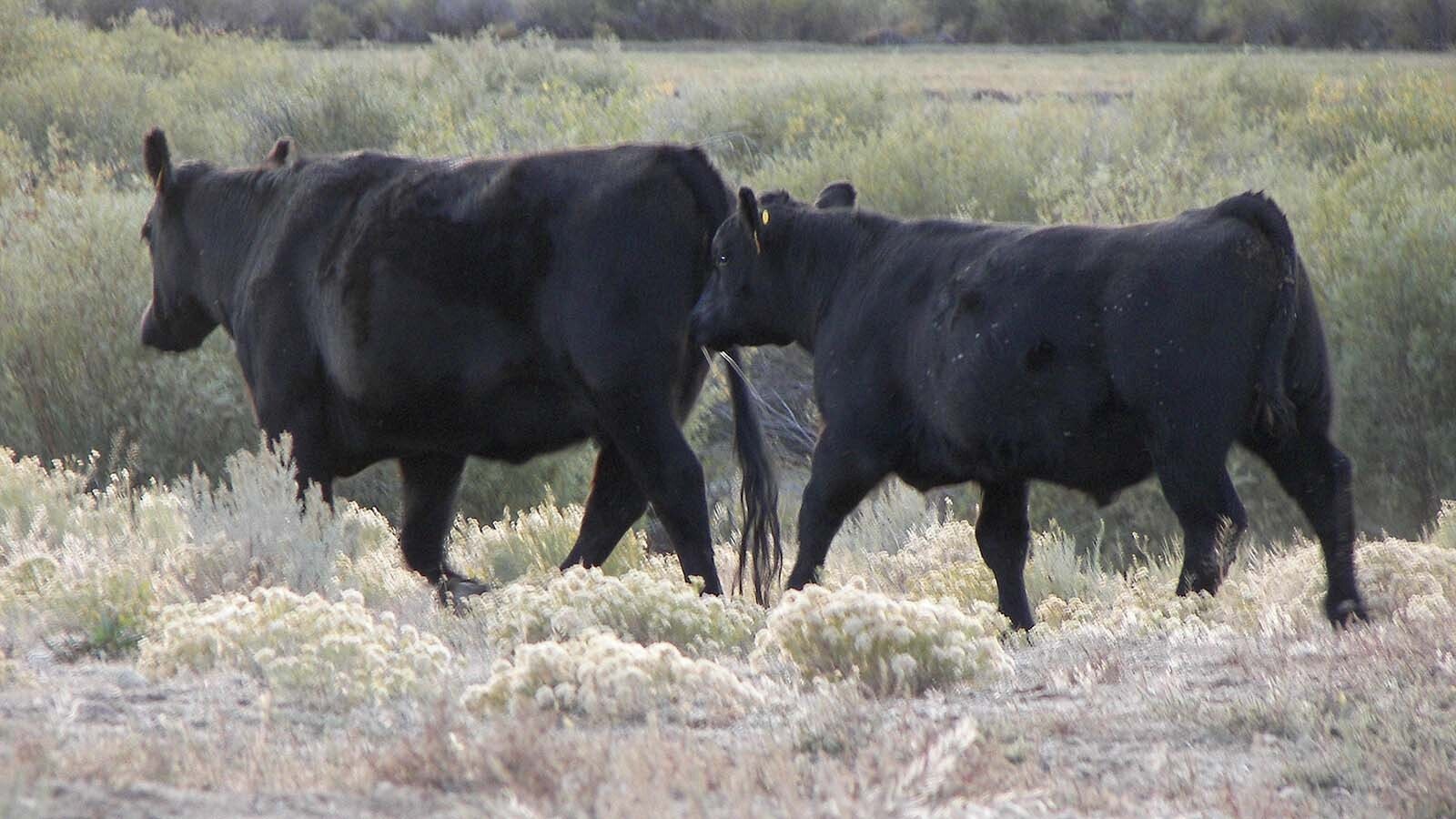 Survival of the fittest produces resilient genetics in nature. That works on ranches too, says Wyoming's Lucky 7 Rancher Jim Jensen. He's using the extreme conditions on his Boulder ranch to grow super cows.