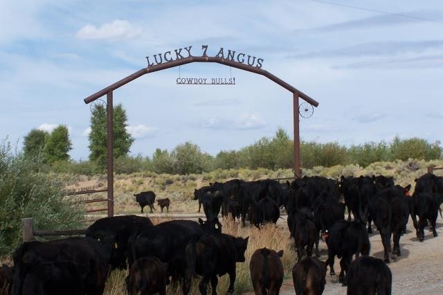 Survival of the fittest produces resilient genetics in nature. That works on ranches too, says Wyoming's Lucky 7 Rancher Jim Jensen. He's using the extreme conditions on his Boulder ranch to grow super cows.