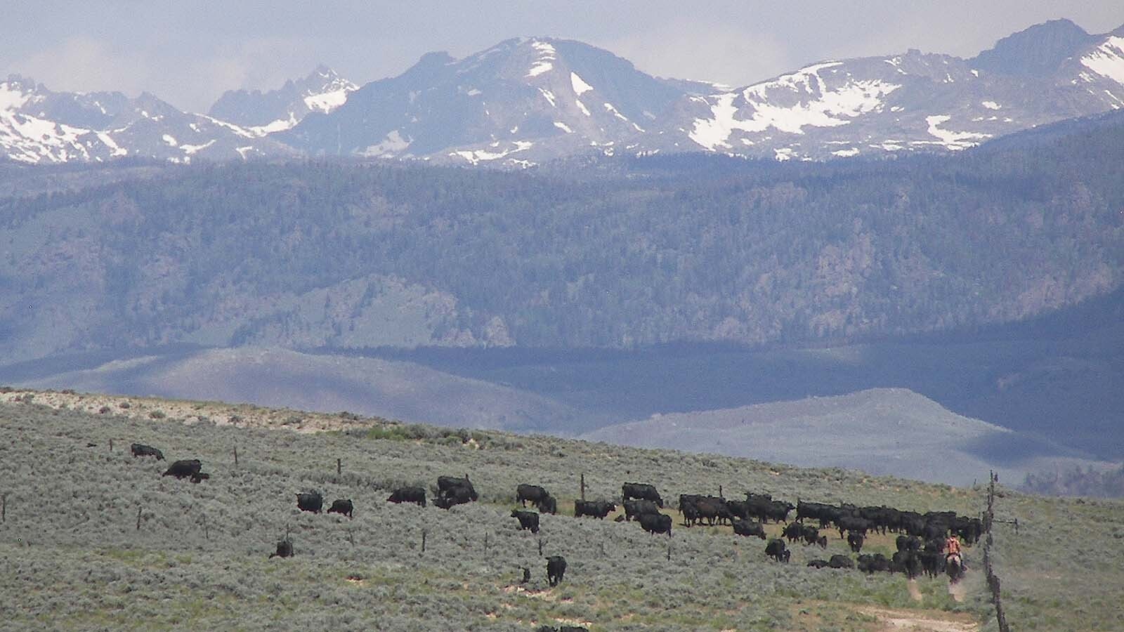 Survival of the fittest produces resilient genetics in nature. That works on ranches too, says Wyoming's Lucky 7 Rancher Jim Jensen. He's using the extreme conditions on his Boulder ranch to grow super cows.