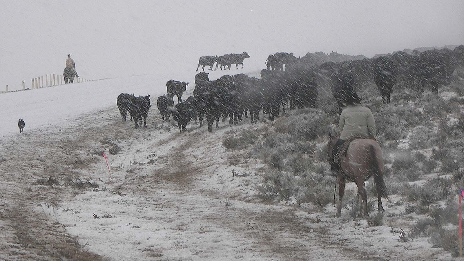 Survival of the fittest produces resilient genetics in nature. That works on ranches too, says Wyoming's Lucky 7 Rancher Jim Jensen. He's using the extreme conditions on his Boulder ranch to grow super cows.