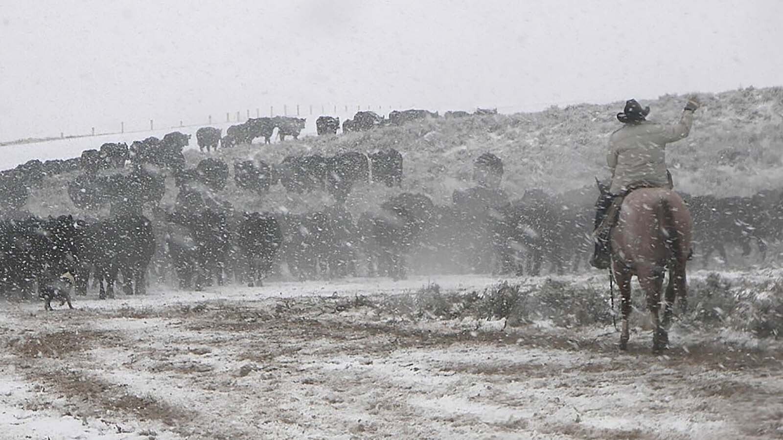 Survival of the fittest produces resilient genetics in nature. That works on ranches too, says Wyoming's Lucky 7 Rancher Jim Jensen. He's using the extreme conditions on his Boulder ranch to grow super cows.