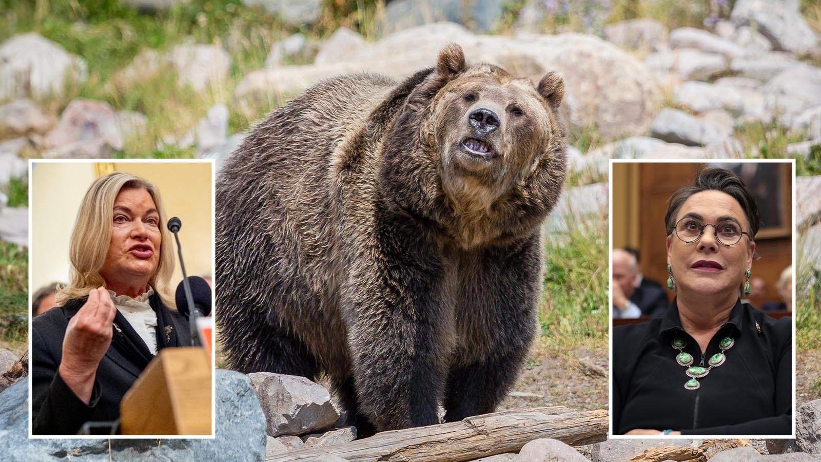Wyoming Republicans Cynthia Lummis and Harriet Hageman want to rename the Endangered Species Act the “Endangered Species Recovery Act.” It’s a reminder that species shouldn’t be listed forever if they have recovered enough for delisting, they say.