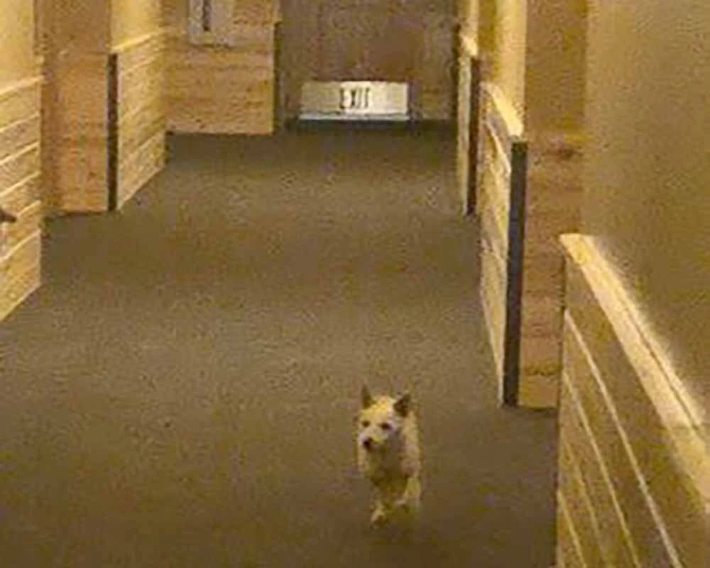 Luna, a 10-year-old Jack Russell, is seen on surveillance footage inside an undisclosed business at Canyon Village in Yellowstone National Park.