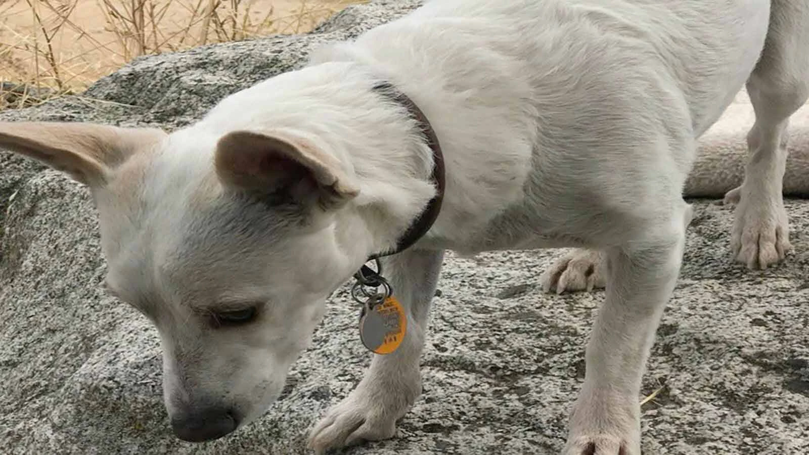 Luna was spotted Oct. 9 in the same purple collar she was wearing when she escaped.