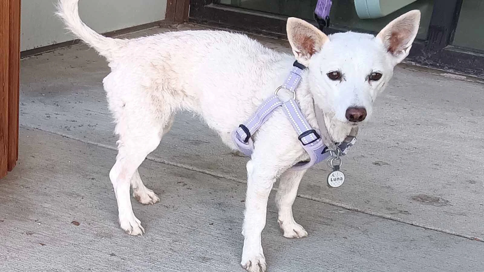 Luna, who lost about 10 pounds during her 34 days loose in Yellowstone National Park, stands on her leash Wednesday, Oct. 14, after she was found.